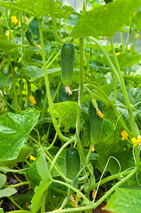 生长在温室里的黄瓜植物图片