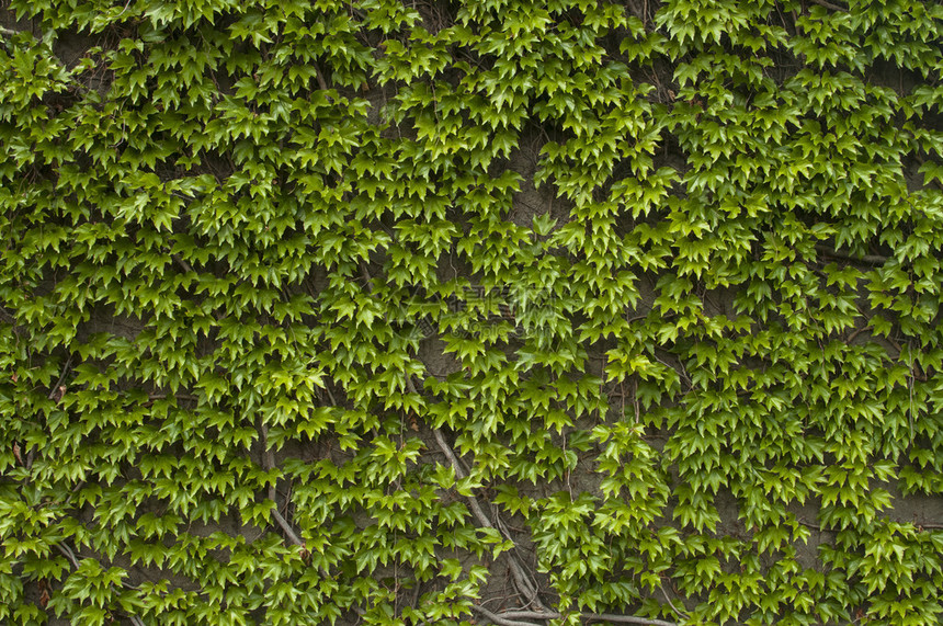 以绿色攀缘植物为背景的房屋墙壁图片
