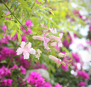 在盛开的前卫背景上的粉红色cobaea花背景图片