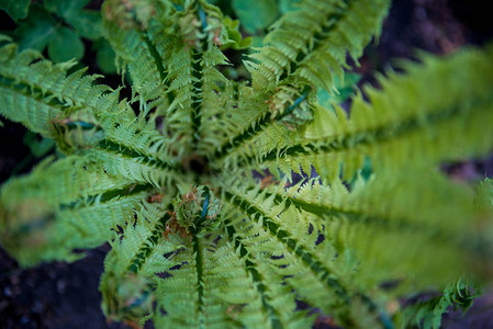 植物园中美丽绿色蕨类植物的选择焦点图片