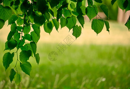 绿叶和模糊的草背景图片