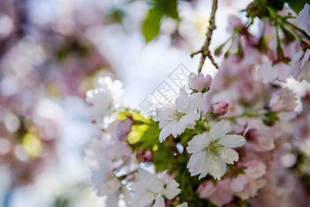 樱花树枝上花朵的近景图片