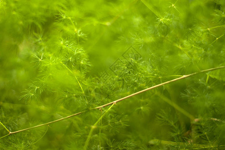 绿色模糊的植物背景与细枝图片