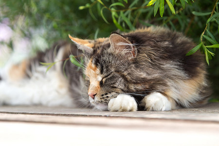 缅因熊猫睡在绿灌背景图片