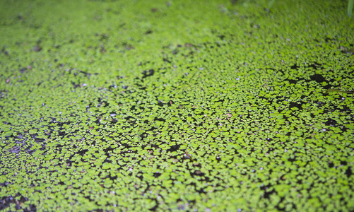 藻类美丽的绿色背景图片