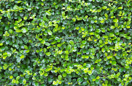 墙壁是用绿叶做的图片