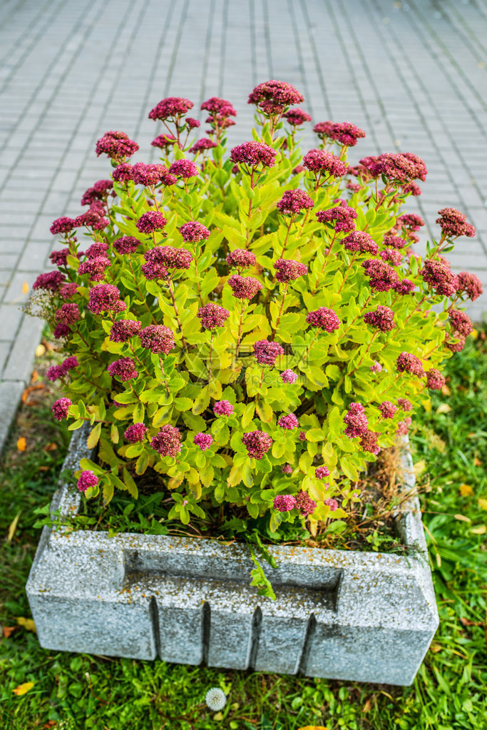 Hyloteriphium是Crassulazae家族中一大批开花植物的基因图片