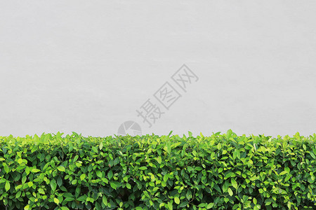 花园里的绿色灌木和混凝土墙背景背景图片