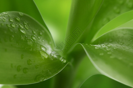 竹叶水滴的自然背景图片