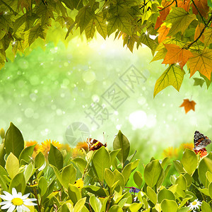叶子蝴蝶向日葵领域的背景图片