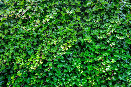 绿色常春藤叶的自然墙图片