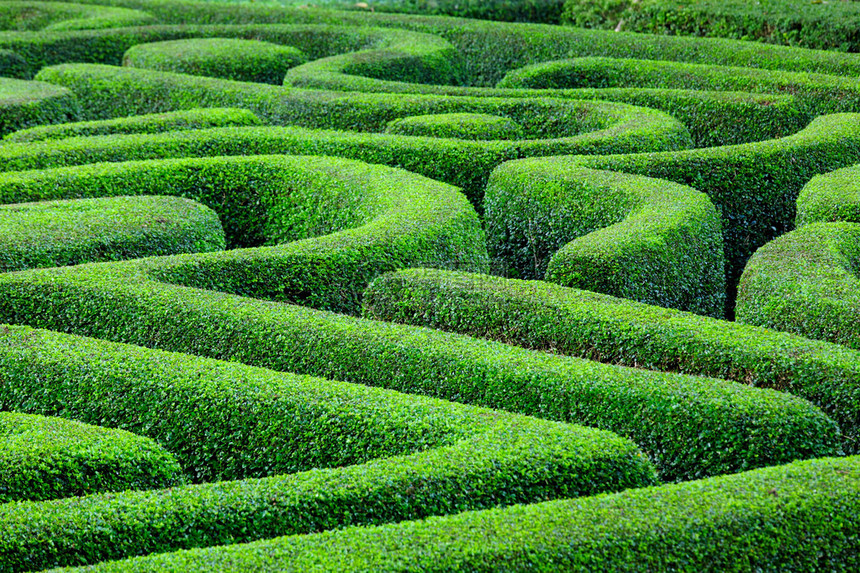 绿色植物迷宫图片