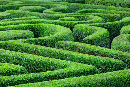 绿色植物迷宫图片