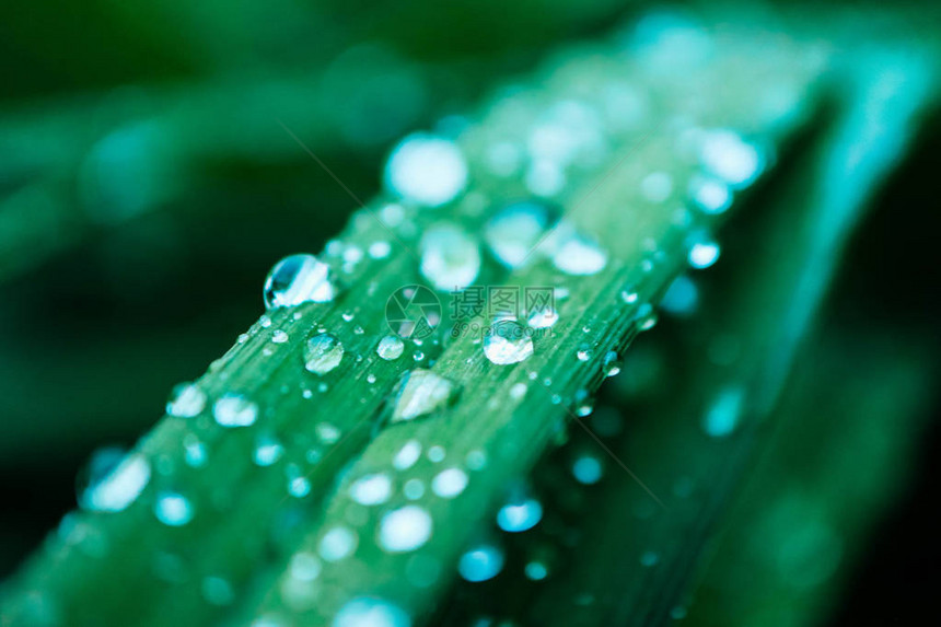湿五颜六色的绿草与雨滴图片
