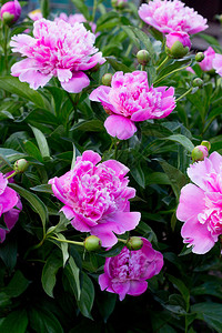 盛开的粉红色牡丹花丛图片