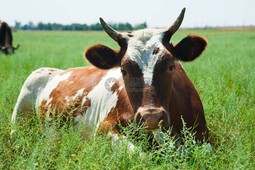 夏季牛群放牧和在田地中图片