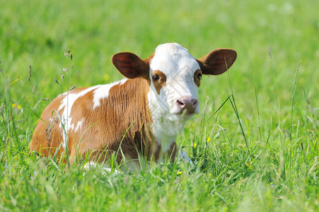绳金塔草地上的小牛插画
