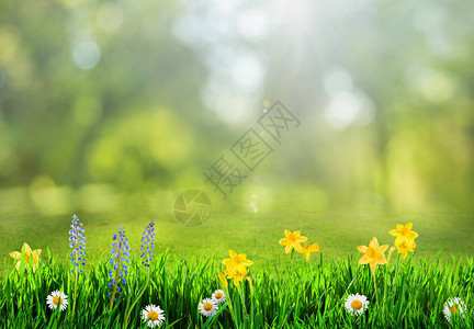 草和春天的花朵背景图片