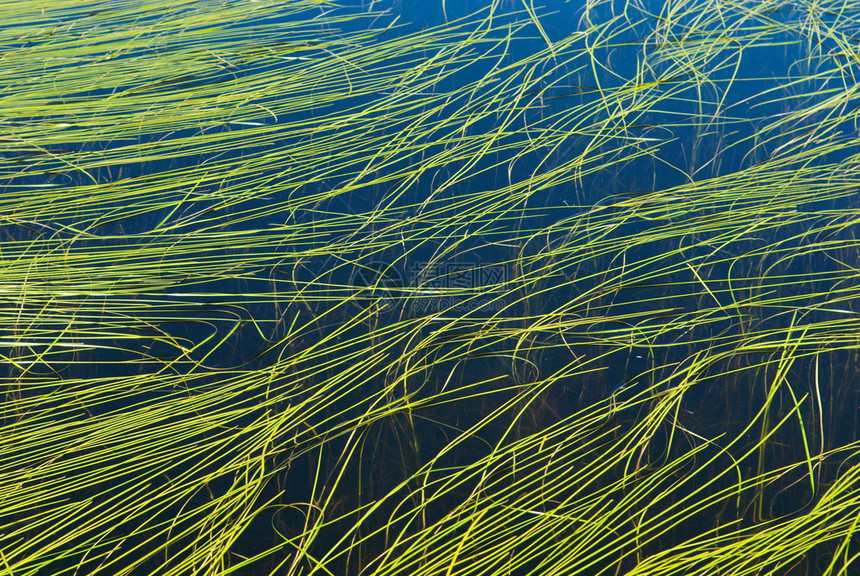 湖底藻类图片