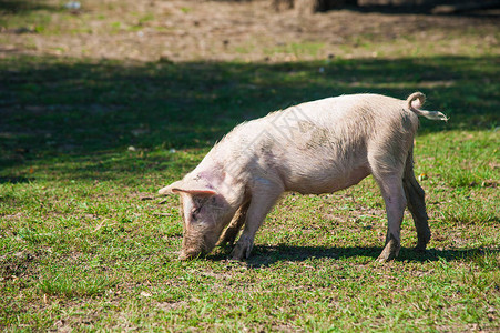 养猪场野外猪在绿图片