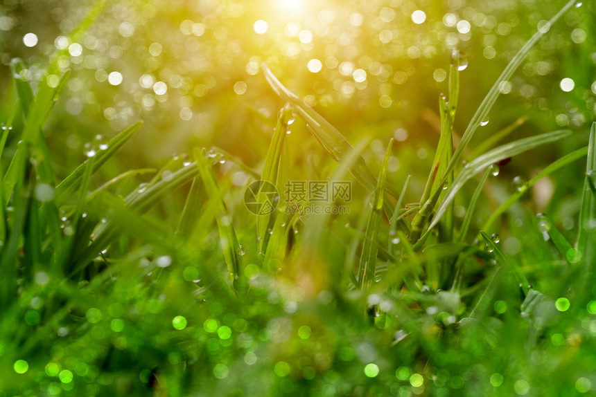 花园里的草和露水图片