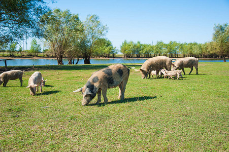 养猪场野外猪在绿图片