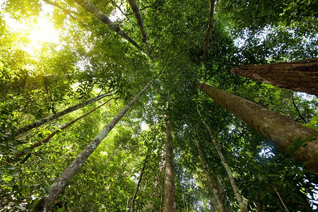Malaysia岛Tioman岛热带雨林的低图片
