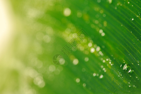 淡水绿叶宏观上的水滴图片