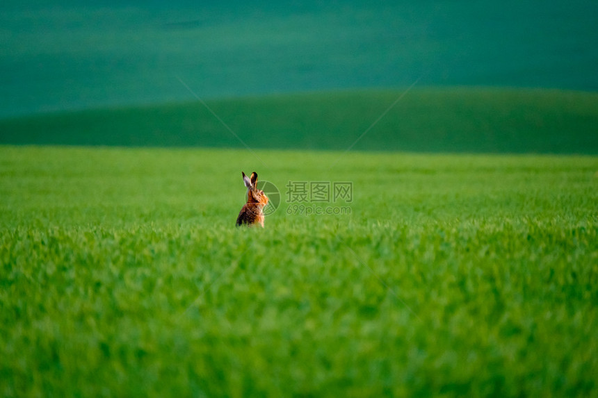 在绿色领域的野兔图片