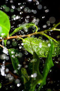 绿色植物上空的水滴图片