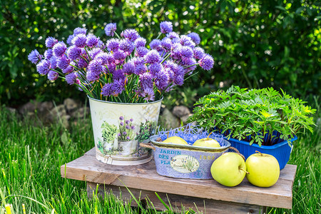 花园桶里有紫色花朵绿图片