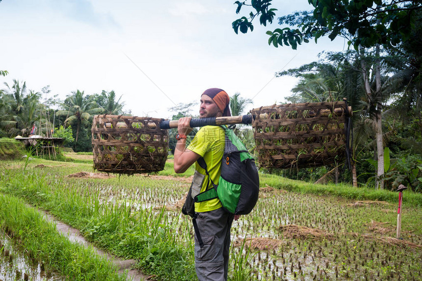 巴厘岛农民与篮子在绿稻梯田工作印度图片