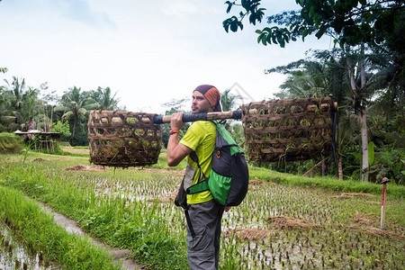 巴厘岛农民与篮子在绿稻梯田工作印度图片