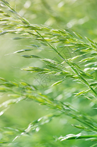 夏天开花的草和绿色植物图片