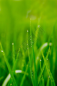 雨滴后草叶上的水图片