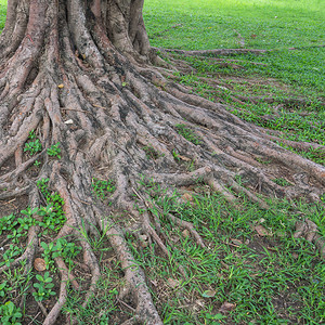 绿草上的大树根背景图片