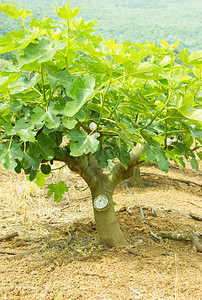 夏季种植无花果树图片