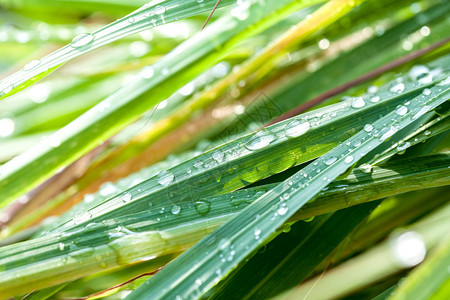 美丽的绿色柠檬草叶与水滴图片
