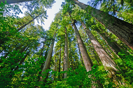 加利福尼亚Redwood公背景图片