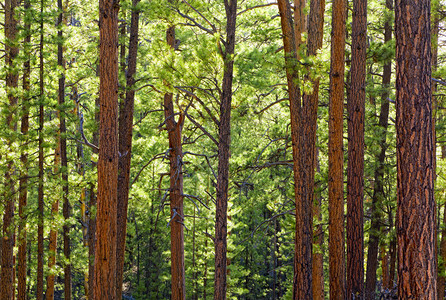 大峡谷公园小径旁的松树林景观图片