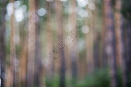 森林bokeh图片