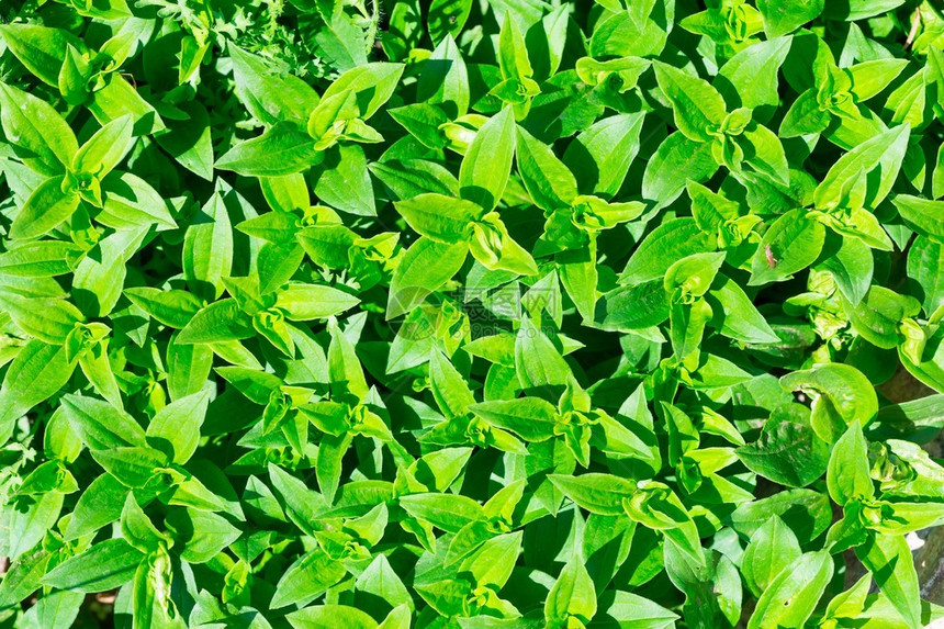 草叶绿背景自然绿色树叶模式SAPON图片