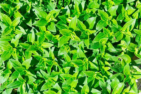 草叶绿背景自然绿色树叶模式SAPON图片