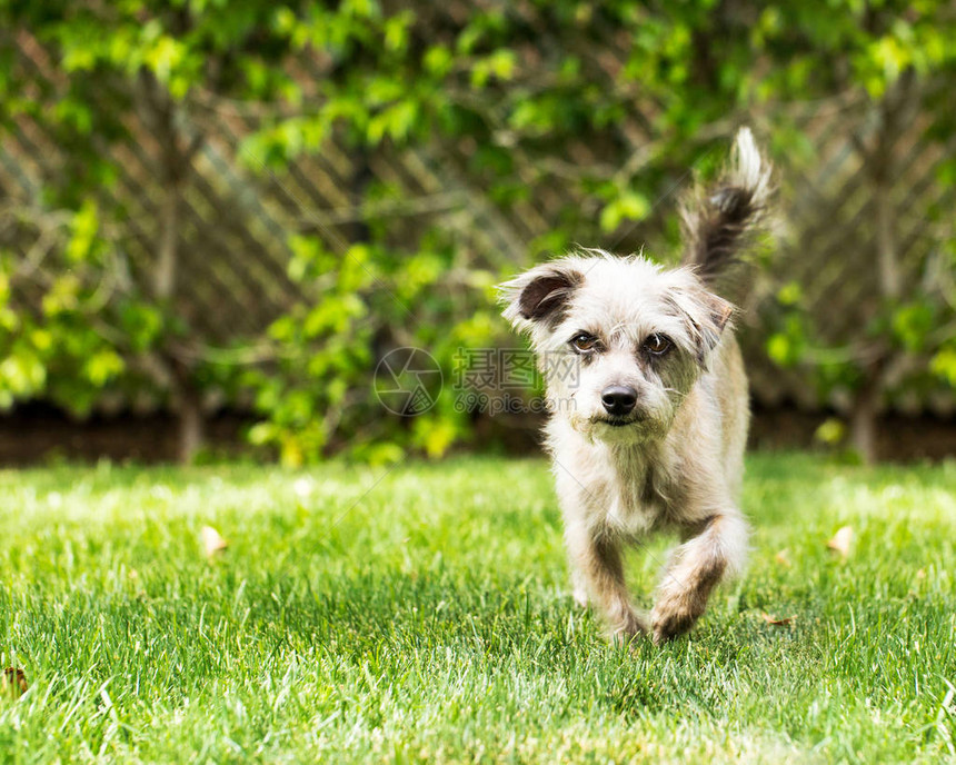 夏日在绿草中奔跑的可爱梗犬图片