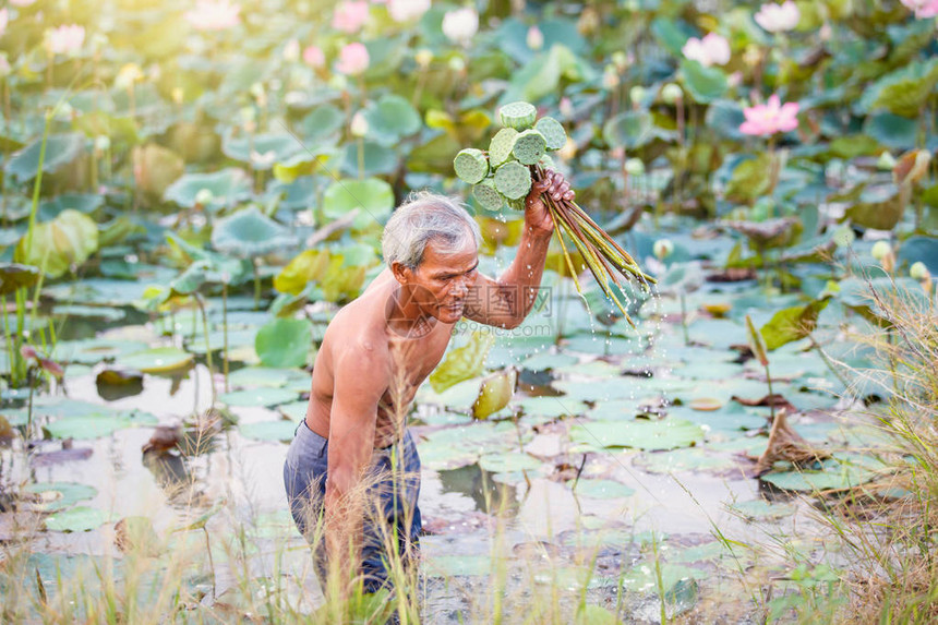 年老的Thai农民在季节种植莲花图片