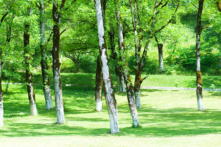 自然概念明亮夏日的绿色森林图片