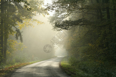 雾蒙的早晨乡间小路穿过落叶林图片