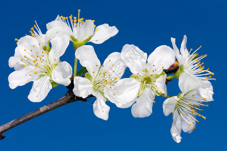 美丽的特写春天开花的树图片