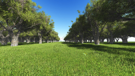 公园和蓝天的树林大道图片
