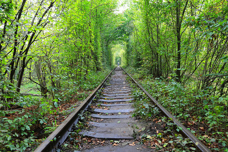 秋天森林里的铁路图片
